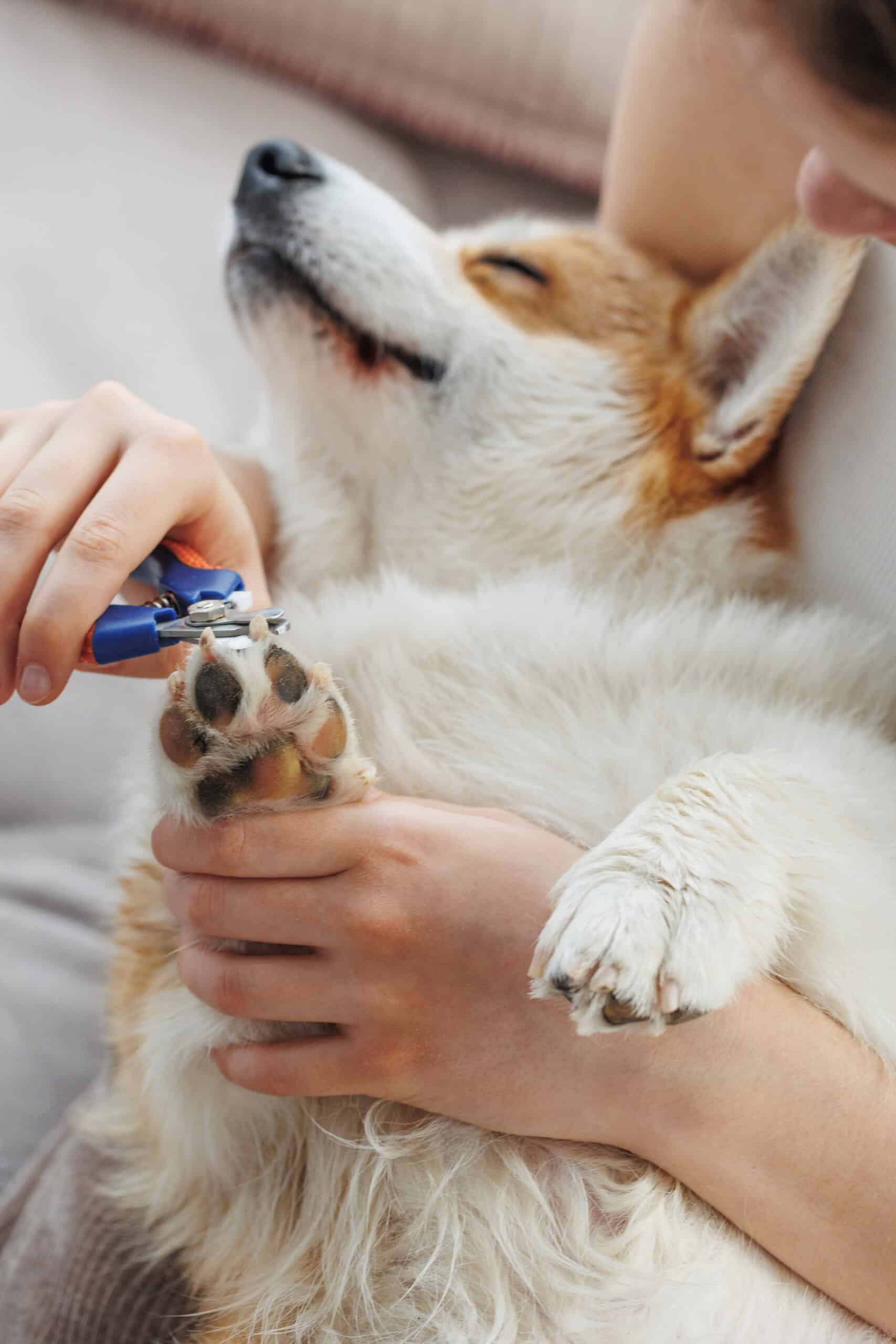 Loving a doggie Manicure