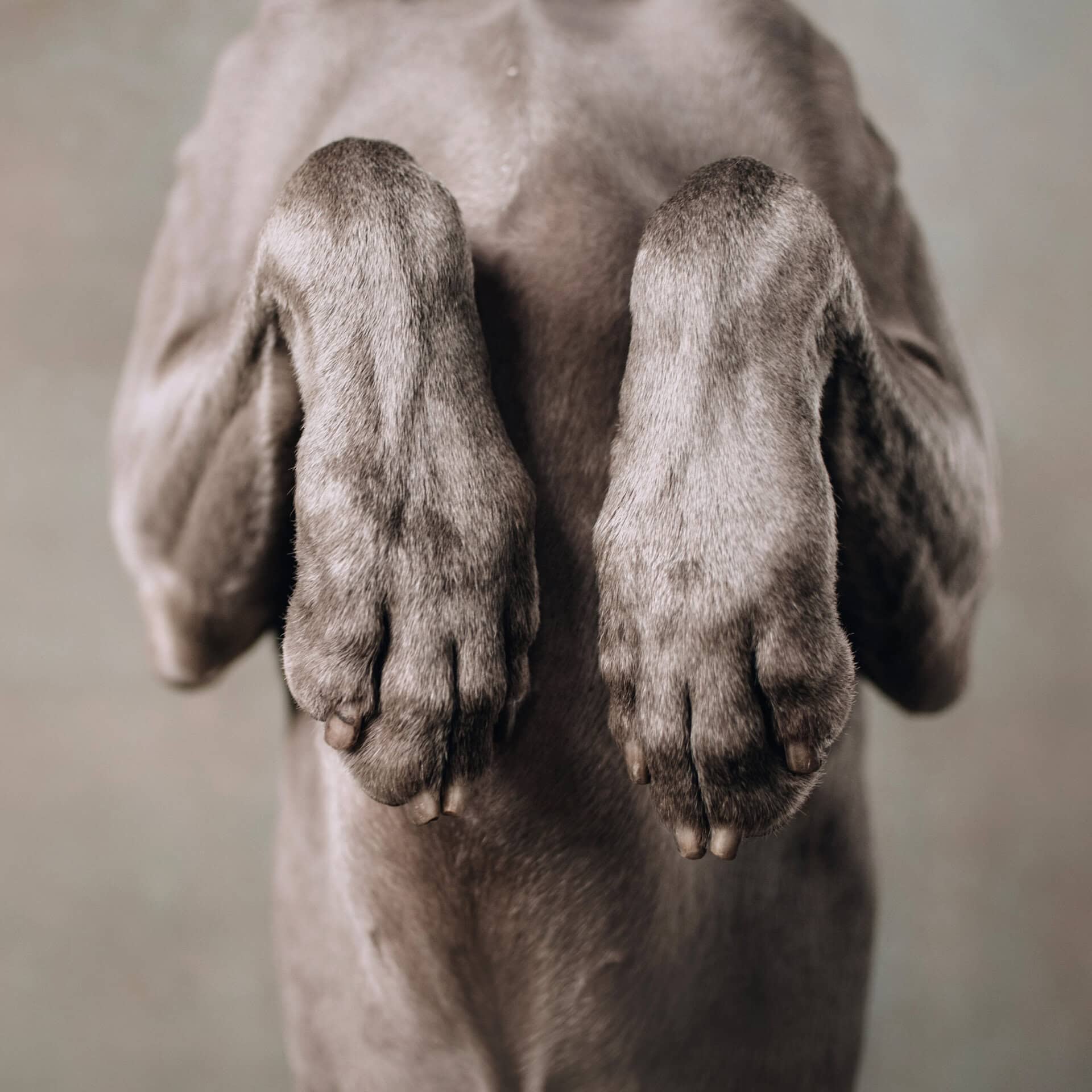 close up of weimaraner dog paws