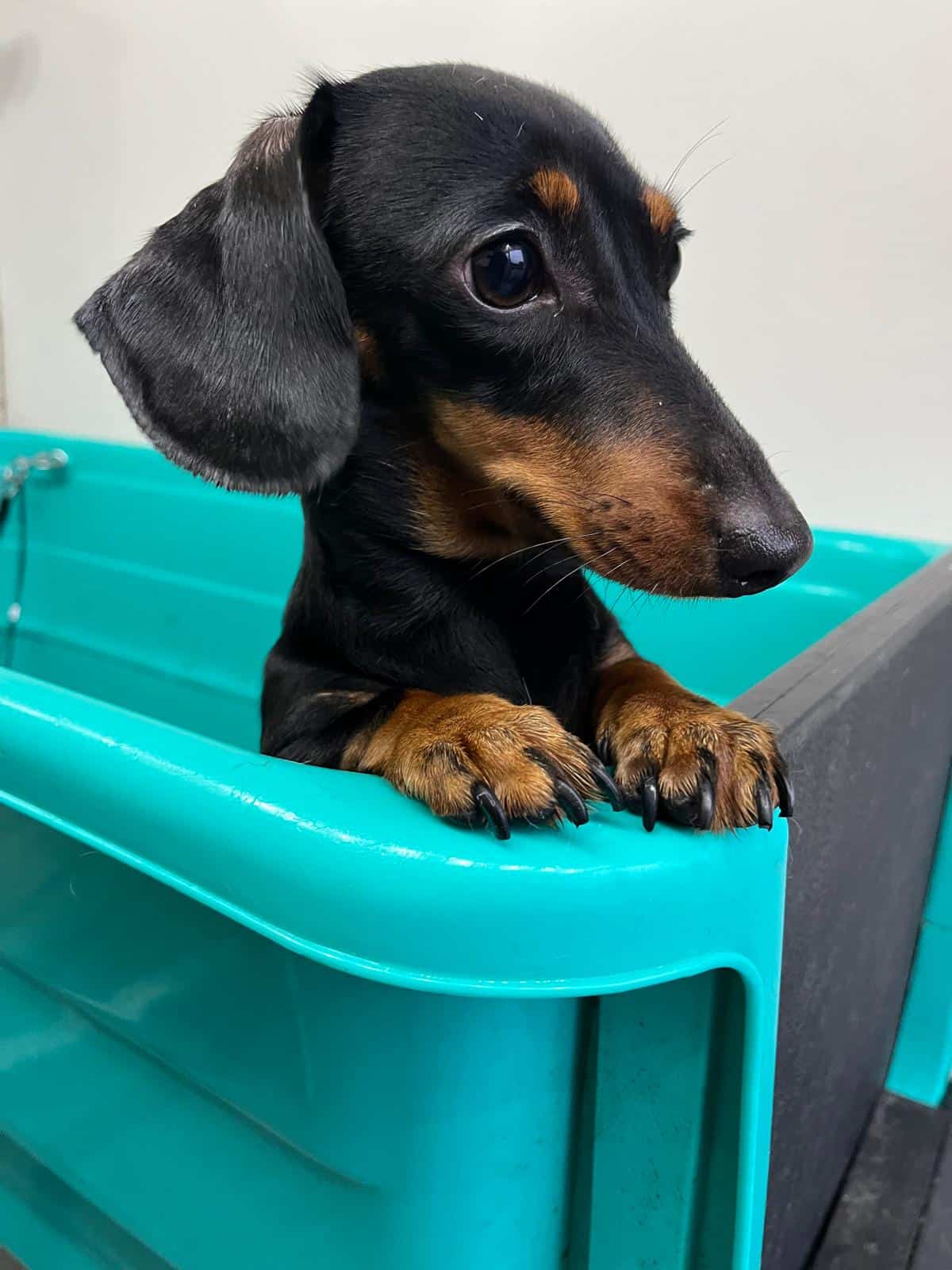Puppy grooming in Sheffield