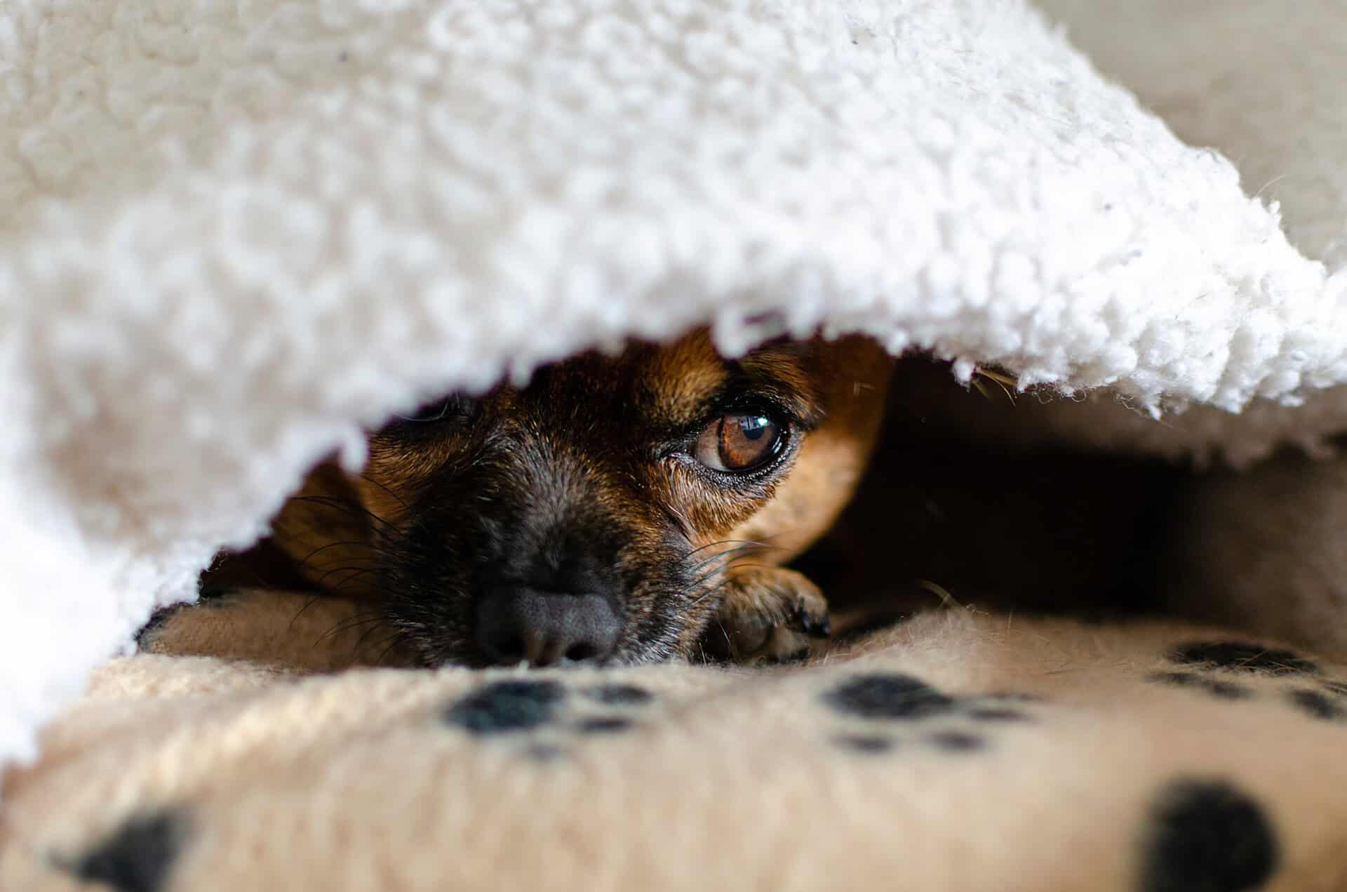 Nervous dog seeking comfort under a blanket