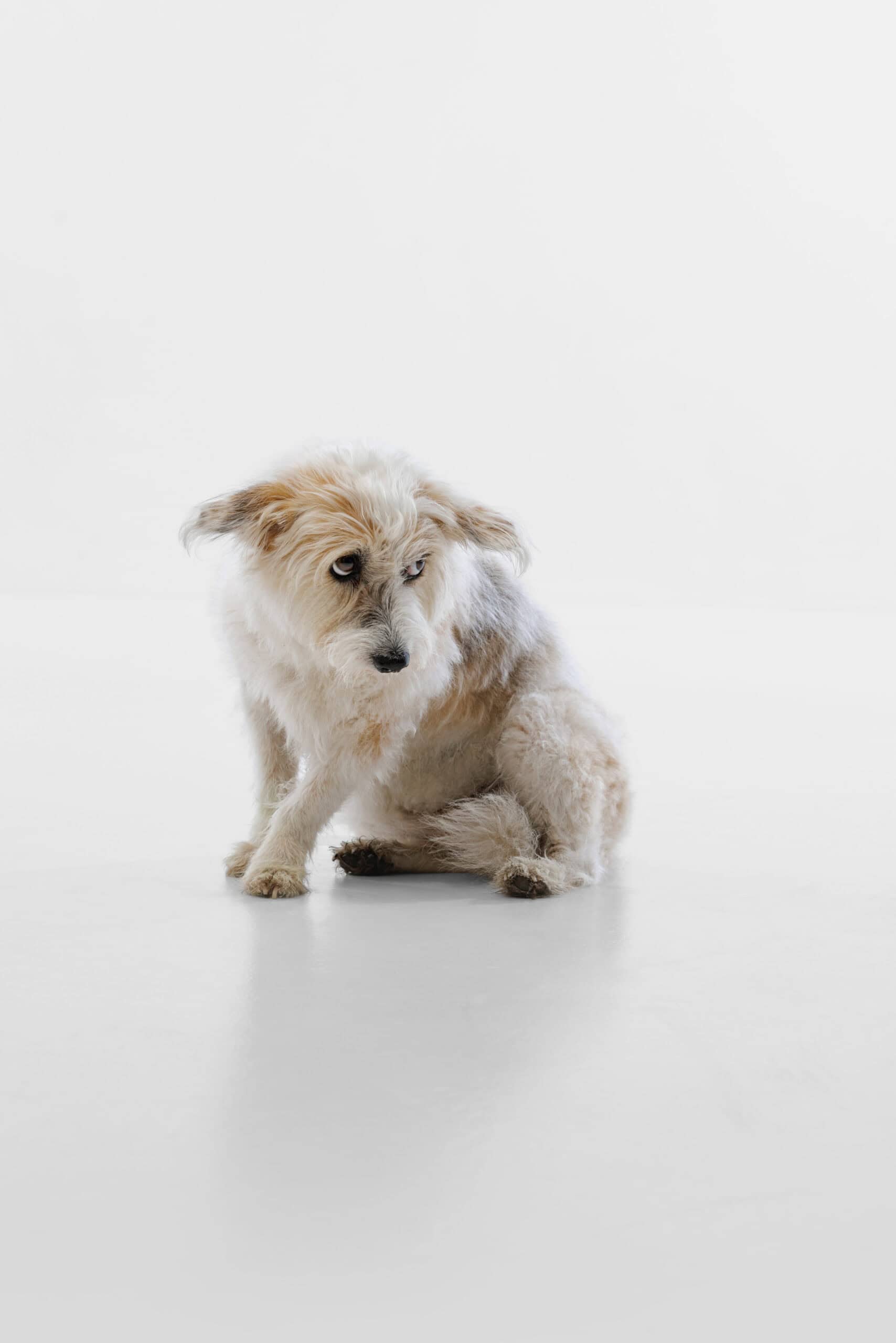 Nervous dog showing signs of uncertainty
